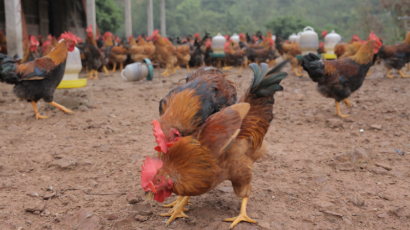 Các giống gà cho đàn gà con lông vàng đẹp