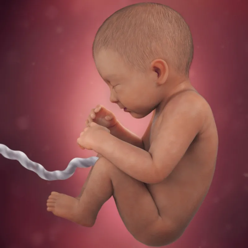 Dinh Dưỡng Cho Mẹ Bầu 34 Tuần