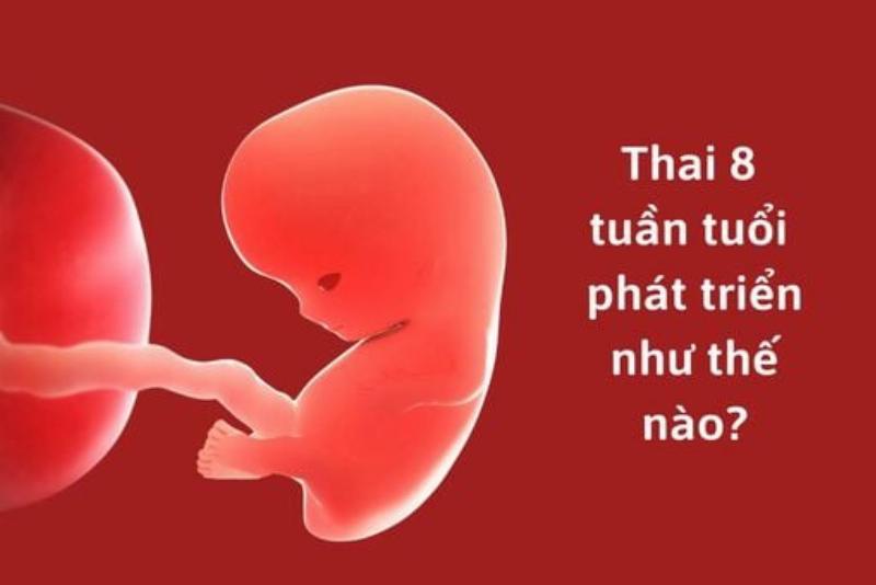 Chuẩn bị khám thai 8 tuần