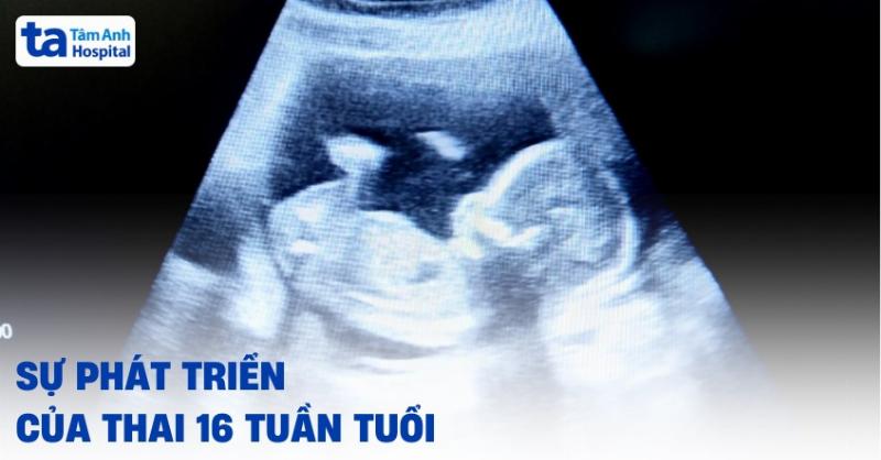 Hình ảnh thai nhi 16 tuần tuổi