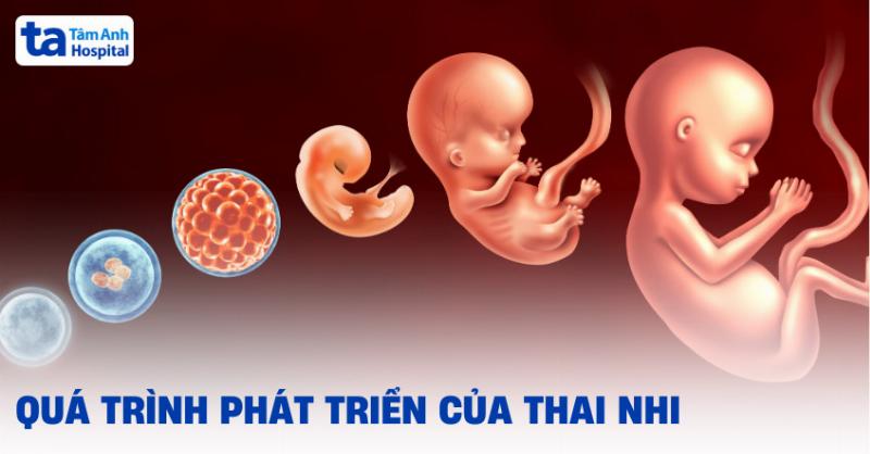 Hình ảnh minh họa sự phát triển của thai nhi ở tuần 16, bao gồm các cơ quan đang hình thành và hoạt động.