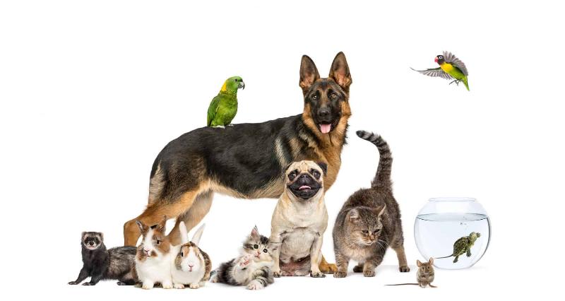 Tiệm thú cưng gần đây: Dịch vụ