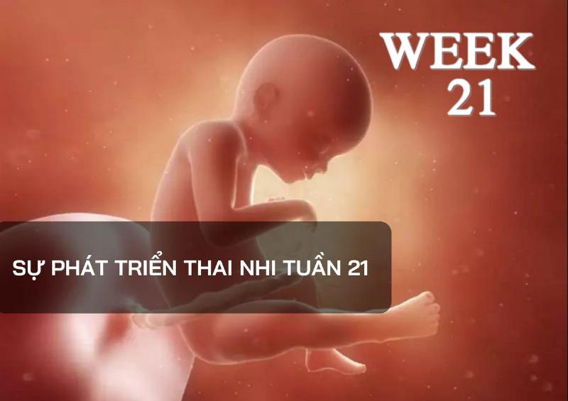 Tính Tuần Thai 21 Tuần