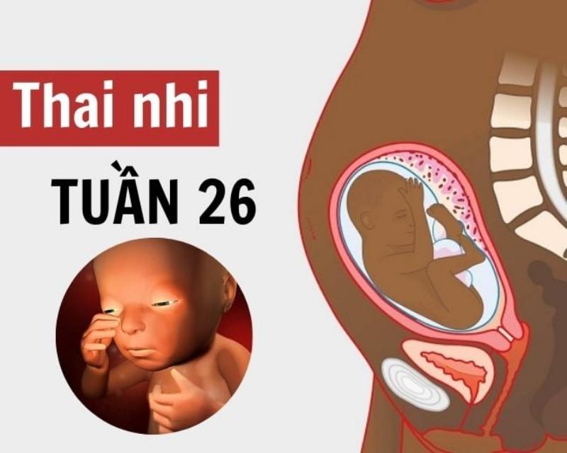 Sự phát triển của thai nhi 26 tuần tuổi